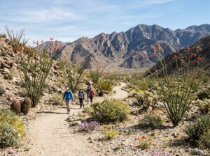 Anza-Borrego desert trail in spring