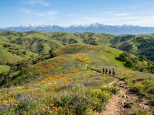 Spring wildflowers across California hills